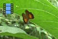 Scene 20_Riodinidae Perching behind a Leaf